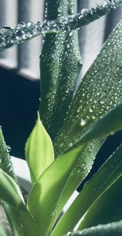 青年の木 青年の木 ユッカ,観葉植物,癒しの写真素材