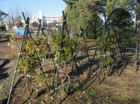 公園の冬囲い 植木,公園,冬の写真素材