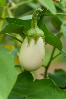 新種の白い茄子の栽培 野菜,茄子,夏の写真素材