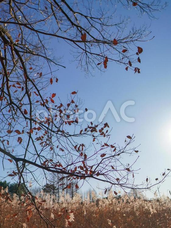 枯れ木とススキと青空 ススキ,すすき,秋の写真素材