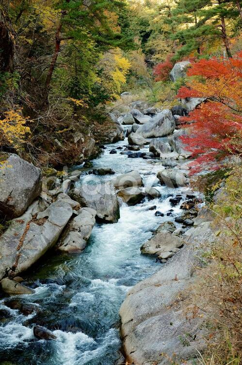 昇仙峡の渓流と紅葉 秋,自然,風景の写真素材