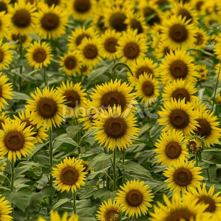 満開の権現堂のひまわり 夏の花,夏のイメージ,ヒマワリの写真素材