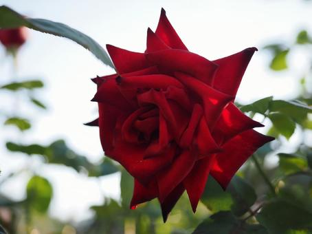 バラ園に咲く赤い薔薇を撮りました バラ園に咲く赤い薔薇を撮りました 花,薔薇,自然の写真素材