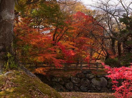 紅葉の景観 紅葉,秋,樹木の写真素材
