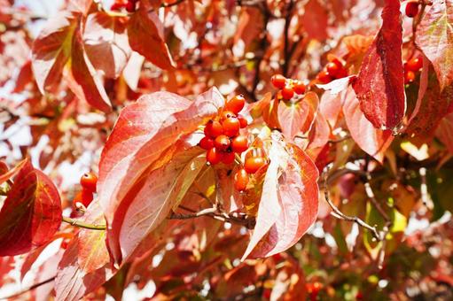 紅葉したハナミズキ1 ハナミズキ,花水木,アメリカヤマボウシの写真素材