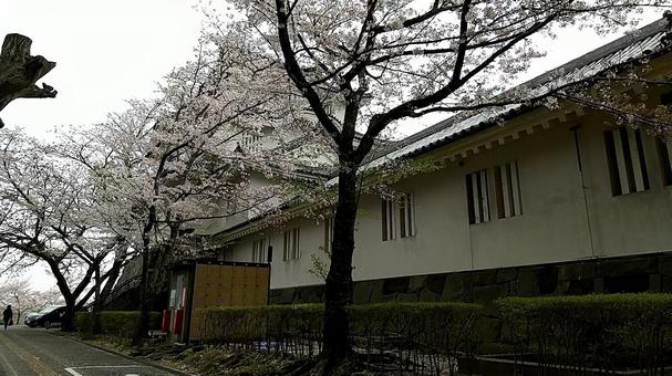 千葉県・大多喜城城壁と桜 千葉県・大多喜城城壁と桜 冬,木,自然の写真素材