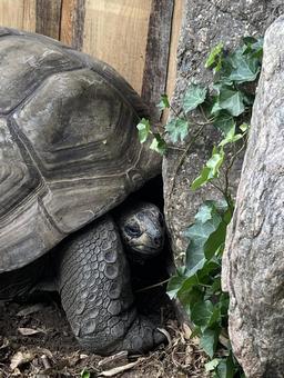 Photo, giant tortoise, huge, tortoise, 