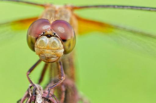 ショウジョウトンボの雌、クローズアップ ショウジョウトンボの雌、クローズアップの写真