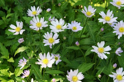 ミヤコワスレ・都忘れ　咲く風景の写真