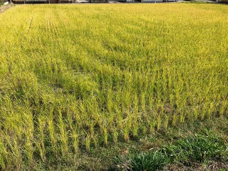 秋の田んぼ 田んぼ,稲,田畑の写真素材