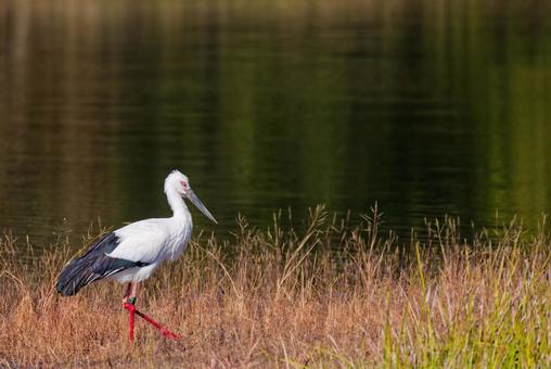 国の特別天然記念物コウノトリ コウノトリ,鸛,幸せを運ぶ鳥の写真素材
