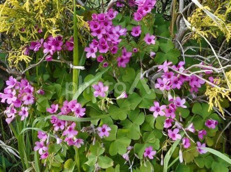 4月のイモカタバミ 草,紫,花の写真素材