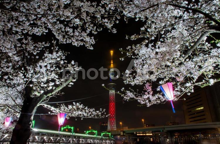隅田川の夜桜とスカイツリー 夜桜,スカイツリー,浅草の写真素材