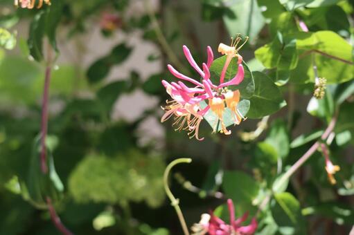 枝先の緑の葉とハニーサックルの花のアップ 枝先,緑,葉の写真素材