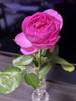 深いピンクのバラ バラ,薔薇,roseの写真素材