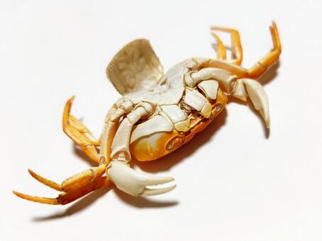 サワガニの抜け殻 サワガニ,かに,抜け殻の写真素材