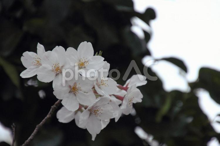満開に咲くソメイヨシノ ソメイヨシノ,桜,さくらの写真素材