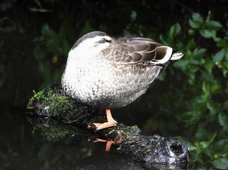 Duck resting on a fallen tree, bird, wild bird, duck, JPG