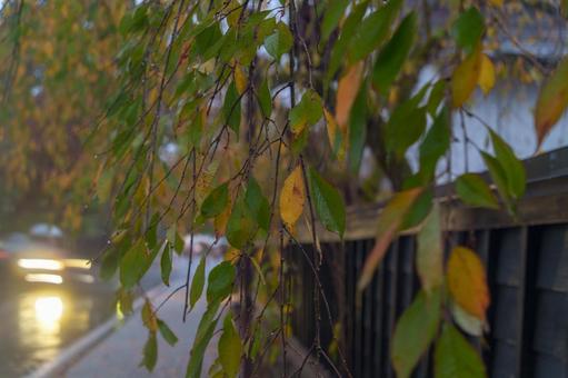 雨の角館 角館,雨,紅葉の写真素材