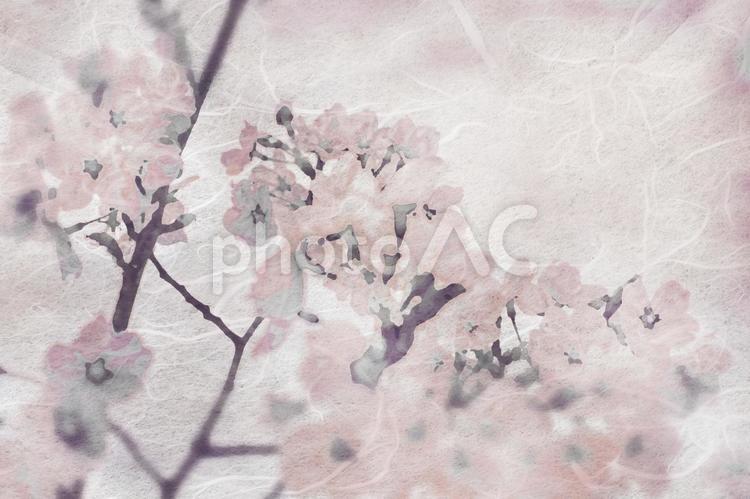 和紙に桜の絵 桜,和紙,花の写真素材