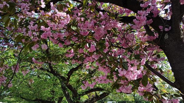 弘前公園の八重桜３ 弘前公園,さくら,八重桜の写真素材