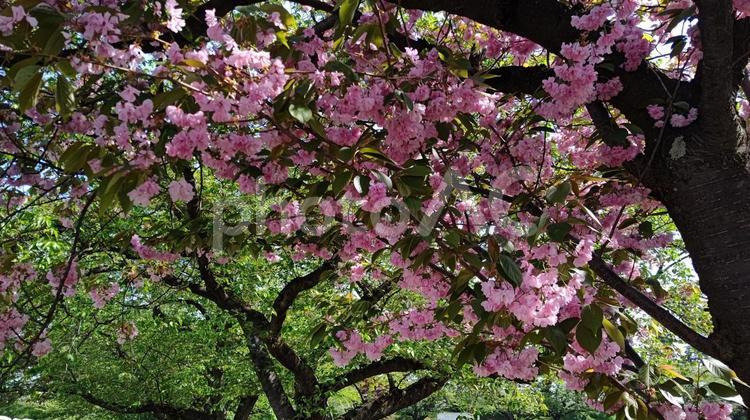 弘前公園の八重桜３ 弘前公園,さくら,八重桜の写真素材
