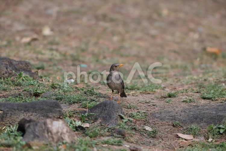 ヒマラヤツグミ ヒマラヤツグミ,野鳥,小鳥の写真素材