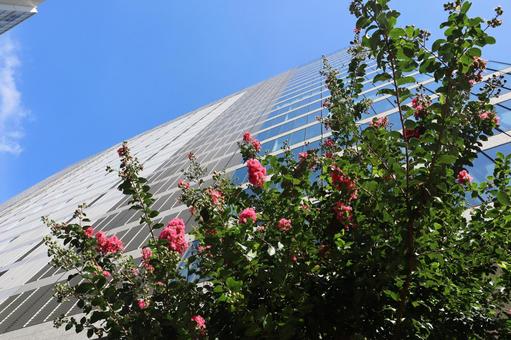 ピンクの花の百日紅の樹と高層ビルと青空 ピンクの花の百日紅の樹と高層ビルと青空 ピンク,花,百日紅の写真素材