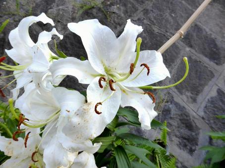 住宅街の道沿いに咲く白いユリ 住宅街の道沿いに咲く白いユリ ユリ,花,植物の写真素材
