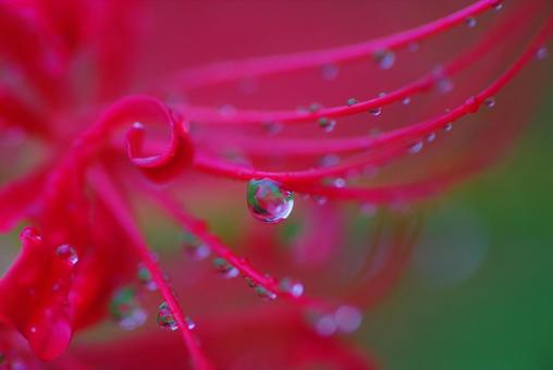 彼岸花 曼珠沙華 ヒガンバナ 彼岸花 曼珠沙華 ヒガンバナの写真