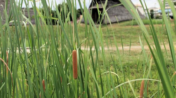 Cattail flower spikes and pit dwellings at Toro ruins, JPG