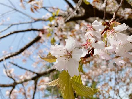 さくら さくら 桜,さくら,日本の写真素材