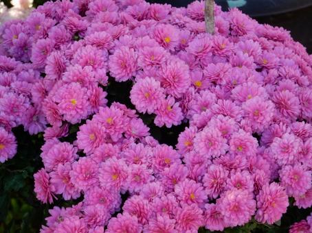 【風景写真】福山菊花展覧会の風景 キク,菊,菊花展の写真素材