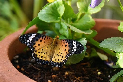 Photo, argynnis hyperbius, পোকা, প্রজাপতি, 