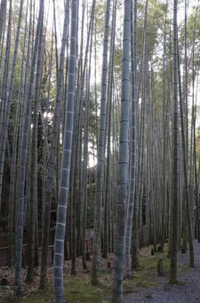 圓光寺　応挙竹林 圓光寺,応挙竹林,竹林の写真素材