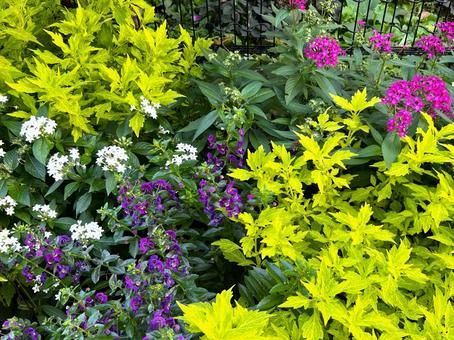 きれいな寄せ植え 花,植物,寄せ植えの写真素材