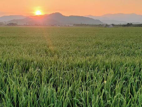 朝焼けの田んぼ 朝焼けの田んぼの写真