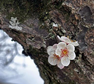Photo, spring, closeup, bokeh, 