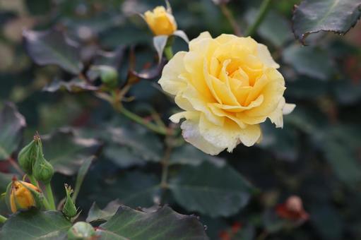 バラ園にて黄色い薔薇を撮りました 花,薔薇,自然の写真素材