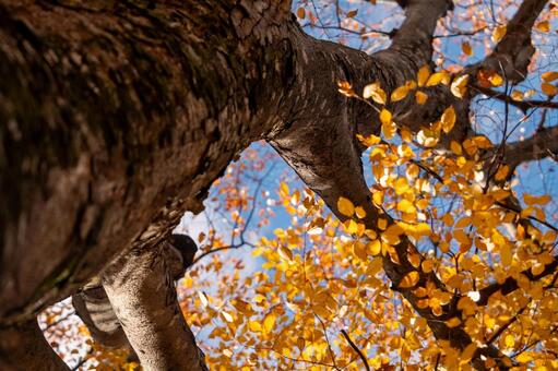 黄金色に色づく紅葉の葉とブナの太い幹 紅葉,黄金色,ブナの写真素材