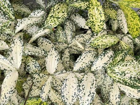 ドラセナ•ゴッドセフィアナの葉 ドラセナ,ゴッドセフィアナ,スルクロサの写真素材