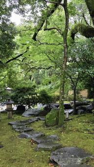 雨の武蔵塚公園 飛び石 雨の武蔵塚公園 飛び石 武蔵塚公園,屋外,木の写真素材