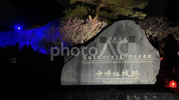 【沖縄】今帰仁城の夜桜 桜,名護,今帰仁城の写真素材