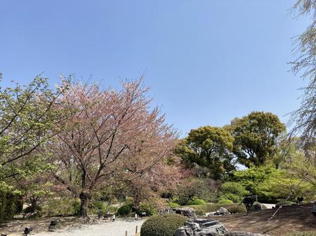 2022年4月東寺(京都)の風景 2022年4月東寺(京都)の風景 京都,東寺,桜の写真素材
