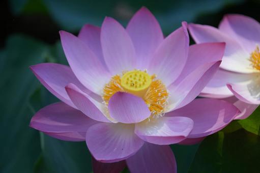 Lotus, JPG