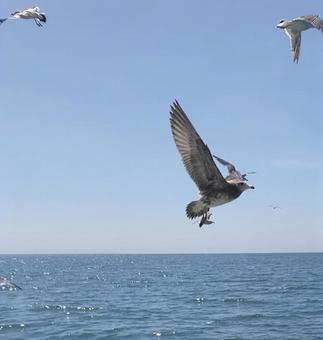 海で飛び立つカモメ 海で飛び立つカモメの写真
