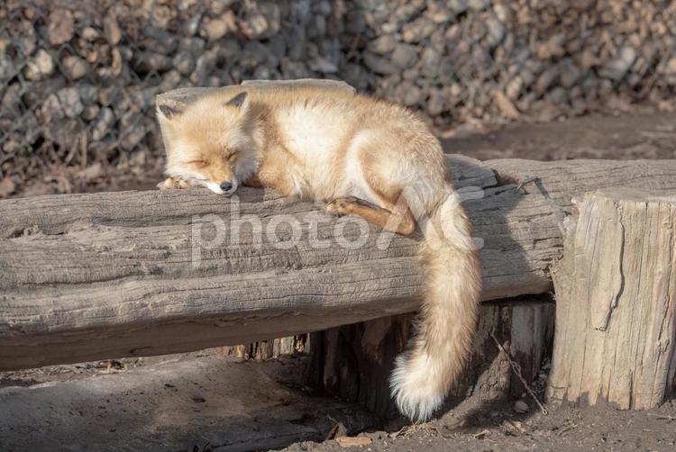 丸太の上で昼寝をするキタキツネ２ キツネ,キタキツネ,動物の写真素材