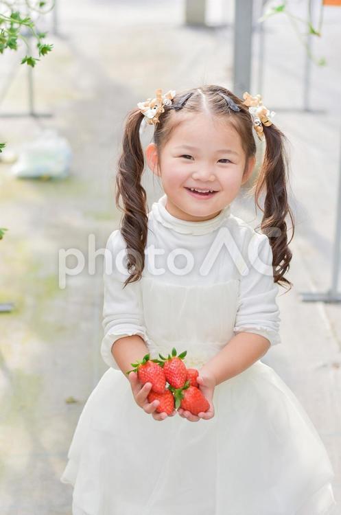 いちごを持った女の子 いちご,女の子,可愛いの写真素材