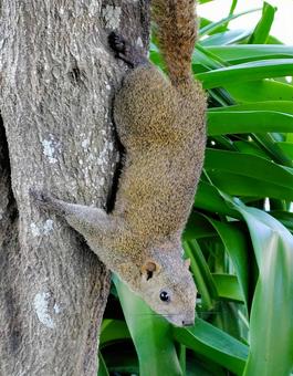 タイワンリス タイワンリス タイワンリス,リス,小動物の写真素材