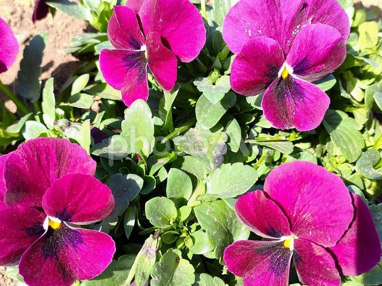花　パンジー 花,花畑,春の花の写真素材